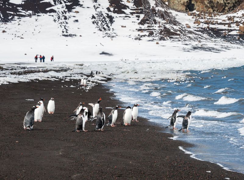 Poolexpeditie Antarctica - Drake Passage - Beagle Channel - Zuidelijke Shetlandeilanden - migratie walvissen